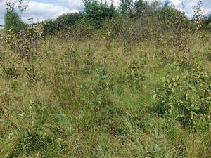 zarastanie biotopu s Frangula alnus